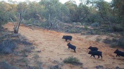 Feral Pig Control WA