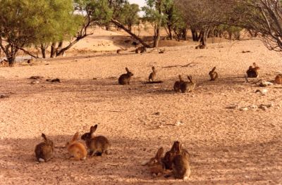 Rabbit Control WA
