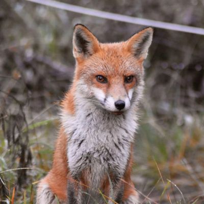 Fox Control Service in Western Australia