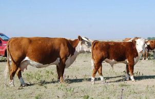 Hereford cattle