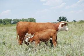 D Miss Advance 09 Reg # 43103184
09 is a D Golden Advance daughter, with worlds of capacity, great