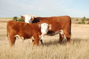Hereford cattle