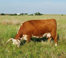 Hereford cow