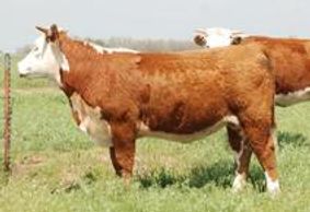 Hereford cattle
