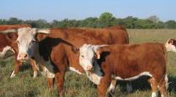 Hereford cattle