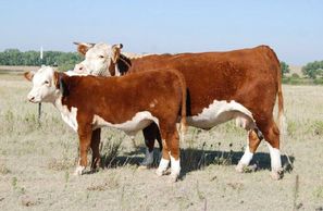 Hereford cattle
