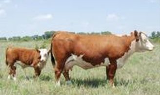 Hereford cattle
