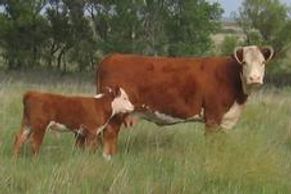 Hereford cattle