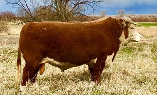 picture Hereford bull