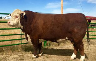 picture Hereford bull