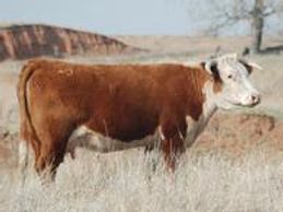 Hereford cattle