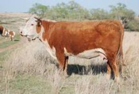Hereford cattle