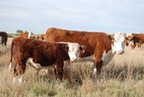 Hereford cattle