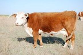 Hereford cattle