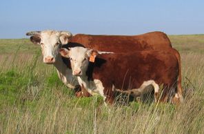 Hereford cattle