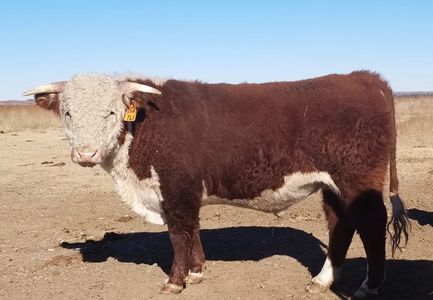 We sold 10 good bulls this year to new and repeat customers. Thank you for your business.