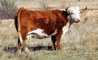 Hereford cow