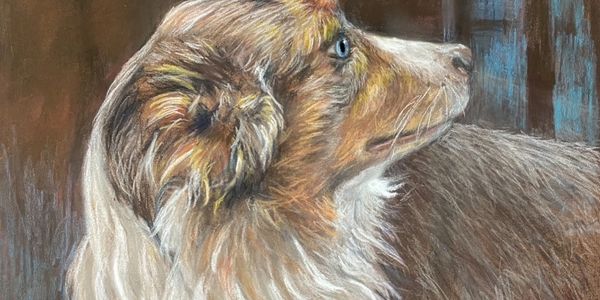Realistic pastel drawing of an Australian Shepherd dog looking to the side.