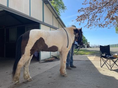 A black and white pony standing near a stable on a sunny day.