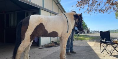 A black and white pony standing near a stable on a sunny day.