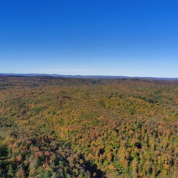 A vast forest with autumn colors under a clear blue sky.