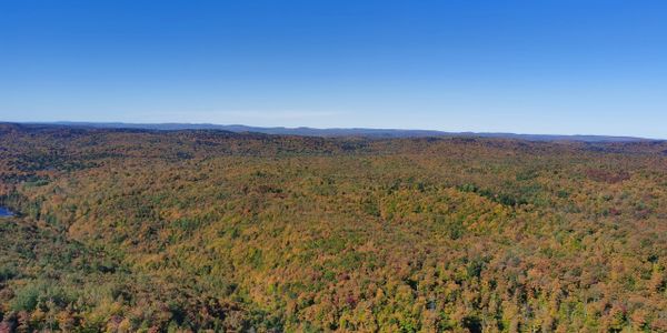 Vast forest landscape with autumn foliage under a clear blue sky.
