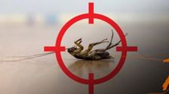 Dead roach targeted