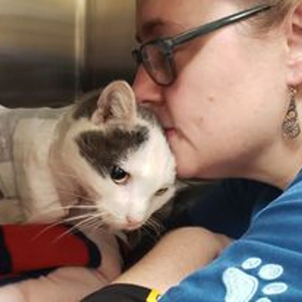 gray and white cat receiving care at the vet