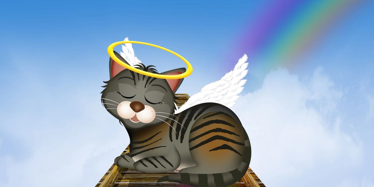 Clipart rainbow bridge angel cat