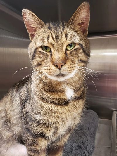 Gray tiger cat at the vet
