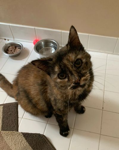 tortoise shell cat looking at the camera