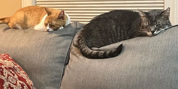Two cats sleeping on the back of the couch