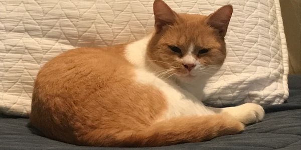 Orange and white cat on a bed