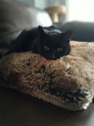 black cat laying on a pillow