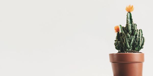 Online CBT in Glasgow City Centre
Counselling and Psychotherapy 
Robert Brown