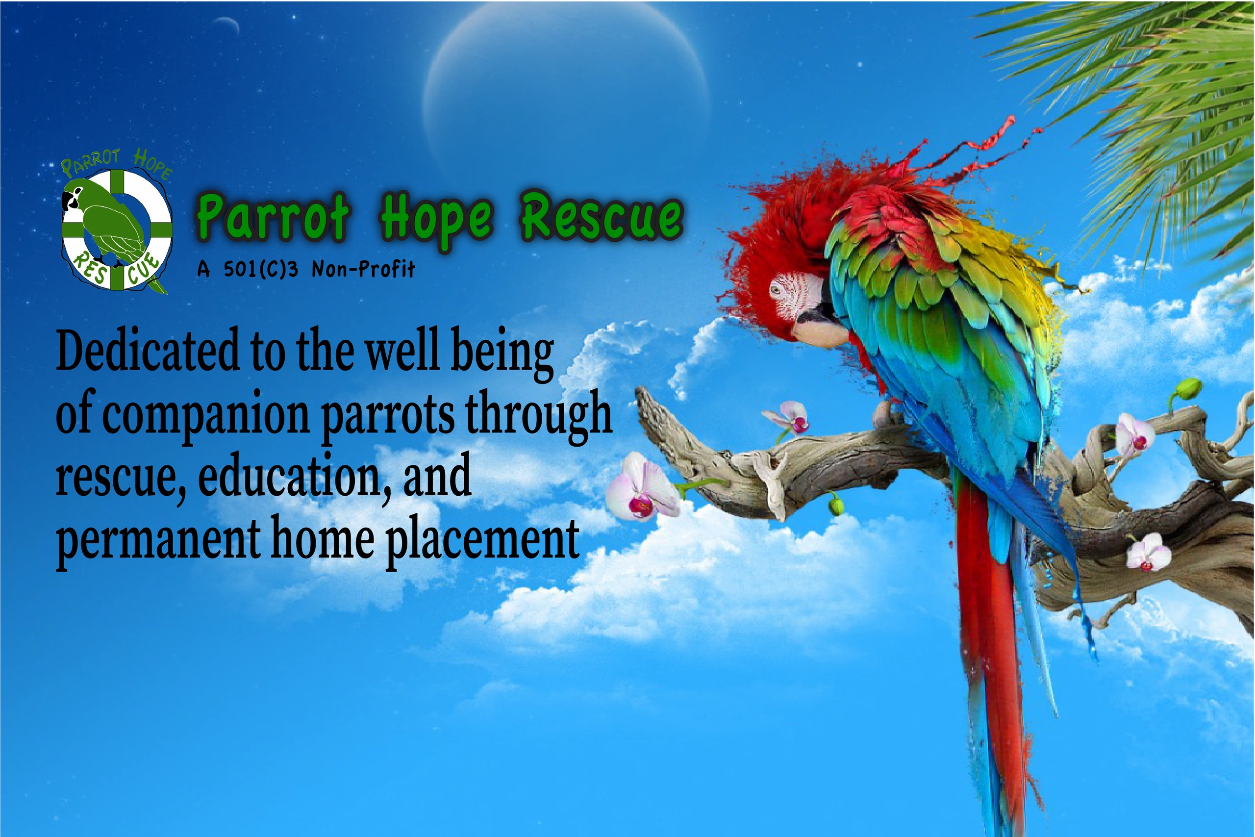 Macaw Parrots For Adoption In Mumbai