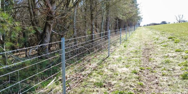 Wire fence along a forest edge and grassy field.