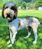 Standard Male Poodle - Red/White Parti AKC Registered