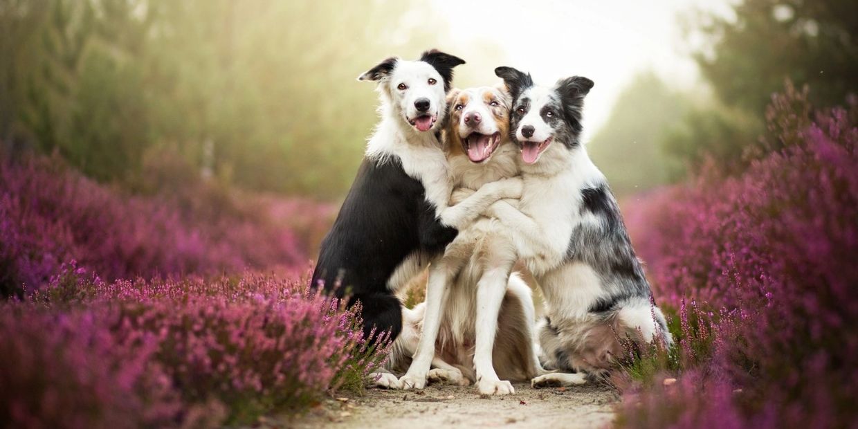 Three dogs sitting on a dirt path surrounded by a grassy field under a clear blue sky.