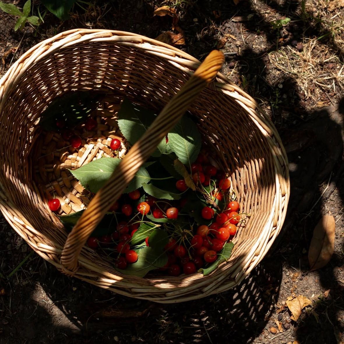 Jupiter Florida farm stand with seasonal eggs, lavender, and honey — The Market at Fabulash Farm”