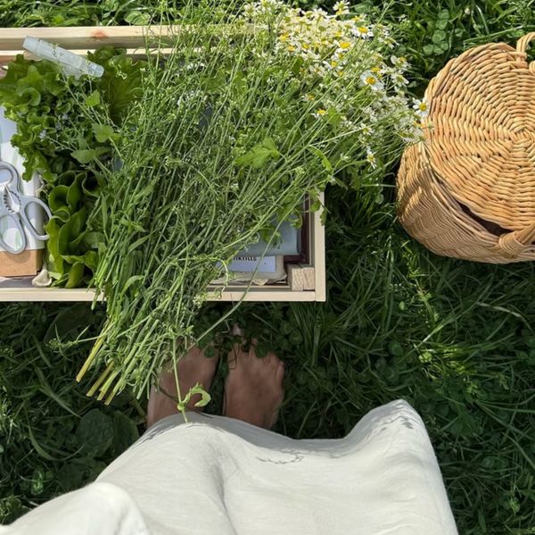 Fresh chamomile and herbs harvest in basket — farm-to-table Jupiter FL