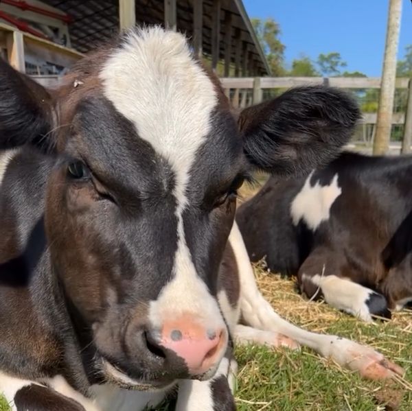 Dairy cows resting on green pasture — Jupiter FL farm scene