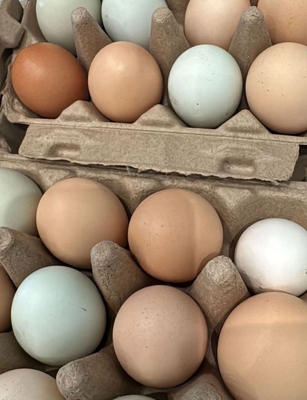 Pastel farm-fresh eggs in recycled cartons — Jupiter, Florida farm market