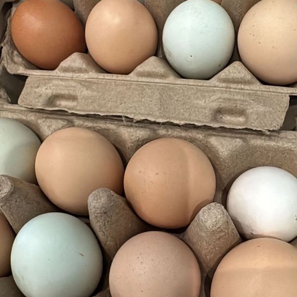 Farm-fresh eggs in brown, white, and blue hues, available for local sale in Jupiter Farms, Palm Beac