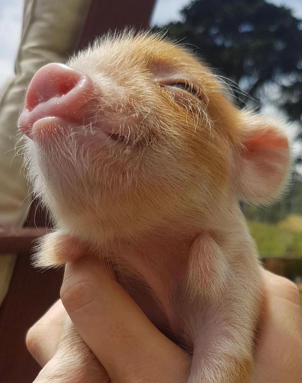 Baby piglet being held on a sunny day — farm life Jupiter Farms Florida