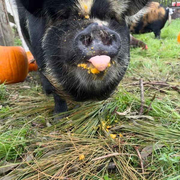 Cute farm pig eating pumpkin on grassy pasture — fall harvest scene at Jupiter Florida farm
