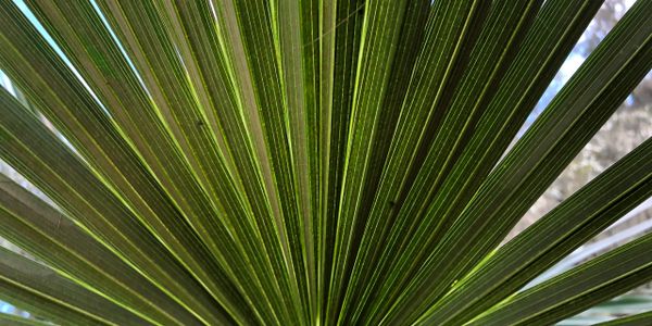 Palm arborist specialists palm fertilization