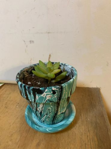 Small succulent plant in a blue and black marbled pot on a wooden surface.