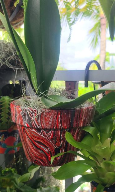 Orchid plant in a striking red and black marbled pot surrounded by greenery.