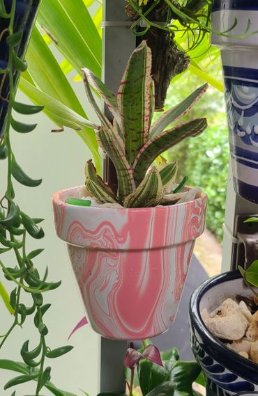 A green and pink-speckled succulent in a marbled pink pot.